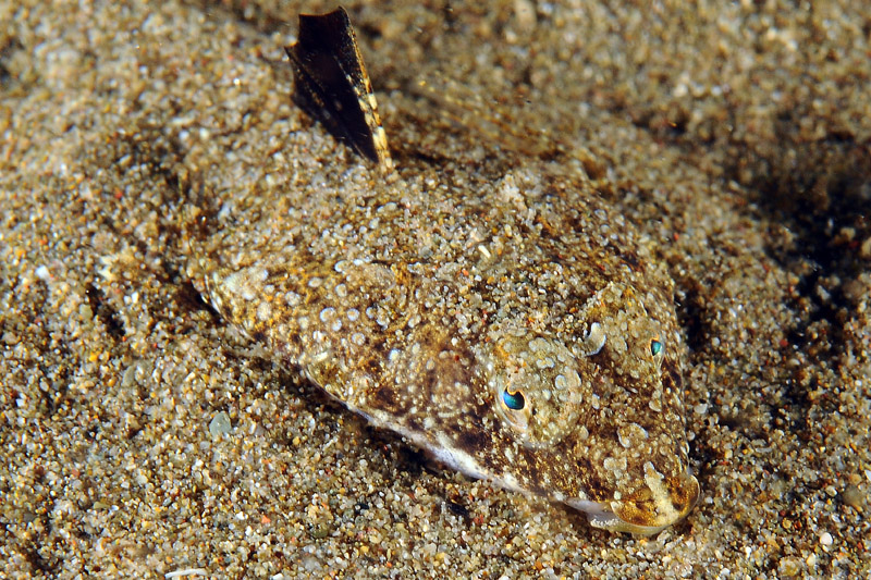 Callionymus pusillus (femmina)